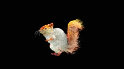 Squirrel Dancing, With Alpha Matte. Stock Footage 154326939