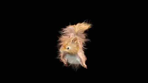Squirrel Dancing, With Alpha Matte. Stock Footage 154603428