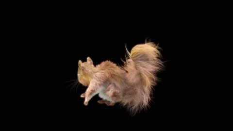 Squirrel Dancing, With Alpha Matte. Stockbeeldmateriaal 154603666