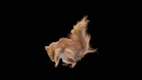 Squirrel Dancing, With Alpha Matte. 库存影片 154764721