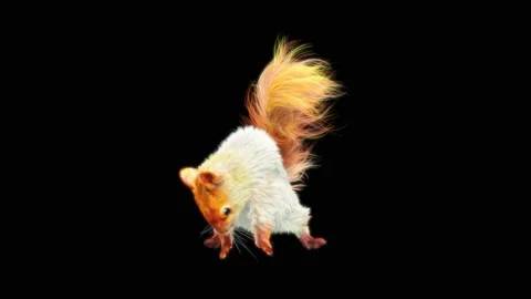 Squirrel Dancing, With Alpha Matte. Видео 154764751