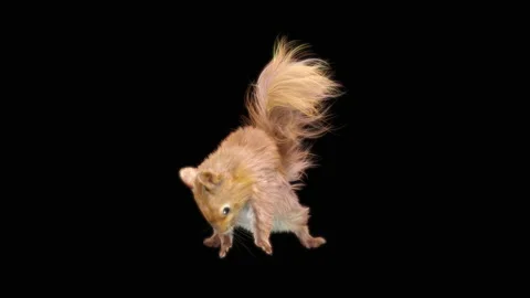 Squirrel Dancing, With Alpha Matte. Stock Footage 154764805