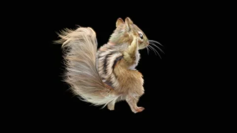 Squirrel Dancing, With Alpha Matte. 库存影片 155227290