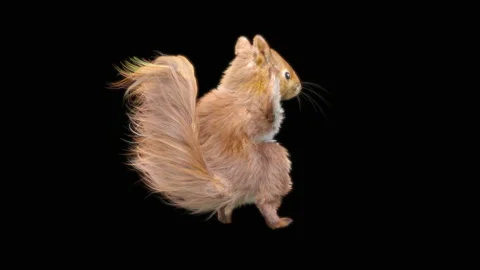 Squirrel Dancing, With Alpha Matte. 库存影片 155227300