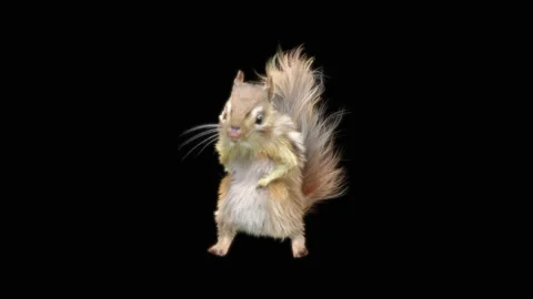 Squirrel Dancing, With Alpha Matte. 库存影片 155227503