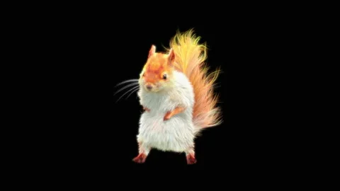 Squirrel Dancing, With Alpha Matte. 스톡 동영상 155227607