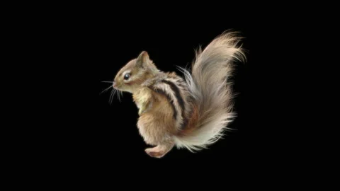 Squirrel Dancing, With Alpha Matte. 库存影片 155227633