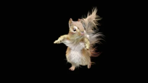 Squirrel Dancing, With Alpha Matte. Stock Footage 155228356
