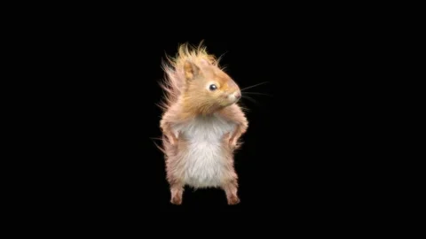 Squirrel Dancing, With Alpha Matte. 스톡 동영상 155228478