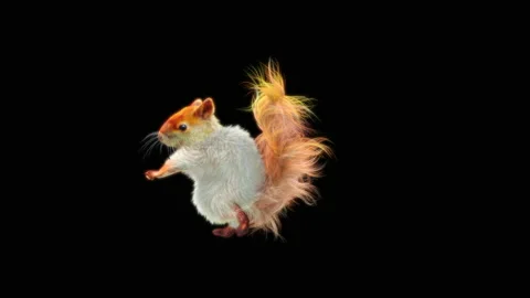 Squirrel Dancing, With Alpha Matte. 库存影片 155228679