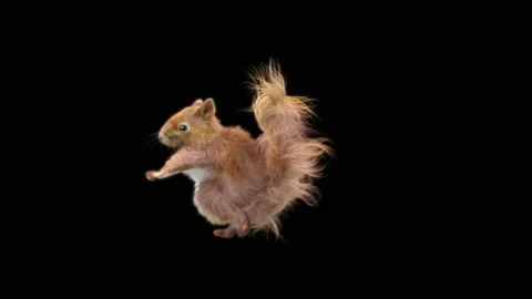 Squirrel Dancing, With Alpha Matte. Stock Footage 155228691