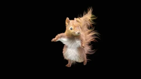 Squirrel Dancing, With Alpha Matte. 库存影片 155228717