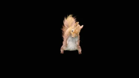 Squirrel Dancing, With Alpha Matte. Stock Footage 155229898