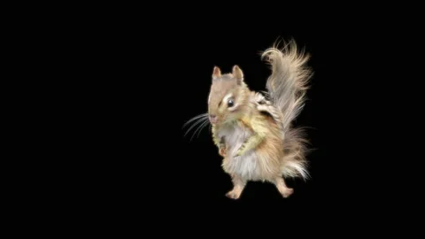 Squirrel Dancing, With Alpha Matte. Vídeo Stock 155230882