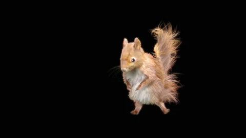 Squirrel Dancing, With Alpha Matte. 库存影片 155231821