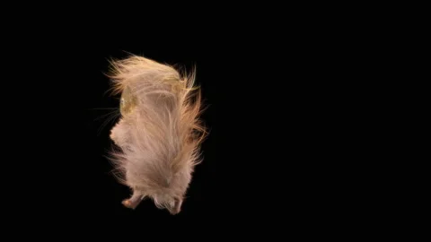 Squirrel Dancing, With Alpha Matte. 库存影片 155421310