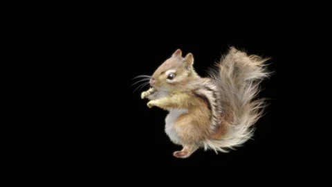 Squirrel Dancing, With Alpha Matte. 库存影片 155421342