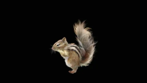Squirrel Dancing, With Alpha Matte. 库存影片 155588434