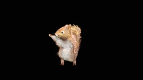 Squirrel Dancing, With Alpha Matte. 库存影片 155644228