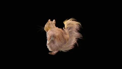 Squirrel Dancing, With Alpha Matte. Stock Footage 155644411