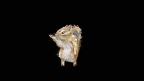 Squirrel Dancing, With Alpha Matte. Видео 155644757