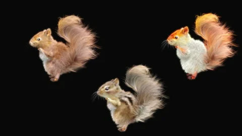 Squirrel Dancing, With Alpha Matte. Stock Footage 156999344