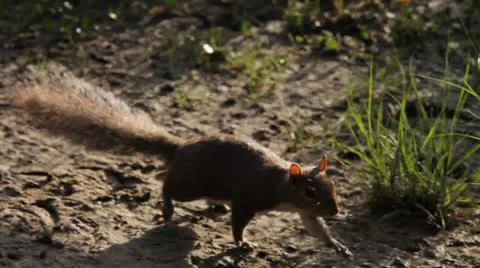 Squirrel Darts Across Sand Stock-Footage 26595490