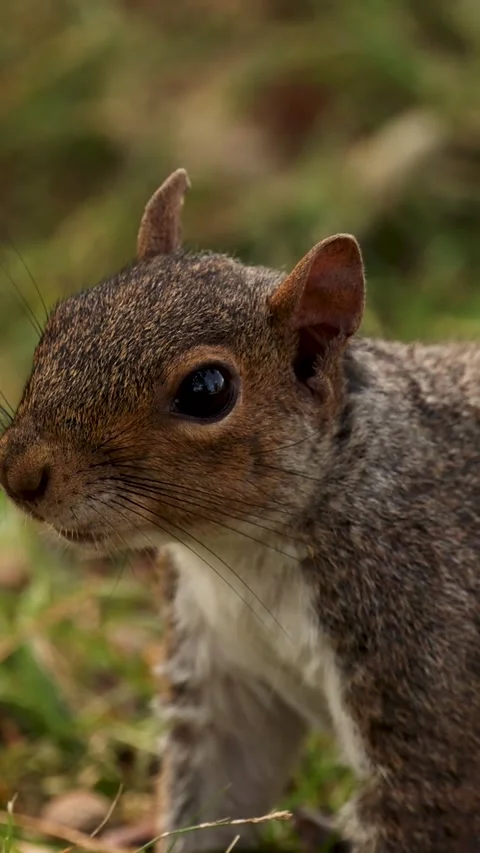 Squirrel Dashing Through Piedmont Forest 库存影片 305021083