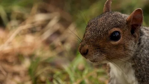 Squirrel Dashing Through Piedmont Forest Vídeos de archivo 307378417