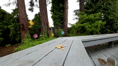 Squirrel on a deck Stock Footage 165139500