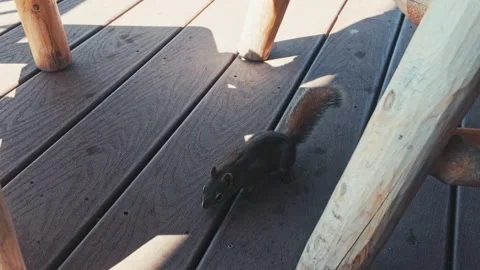 Squirrel on Deck Stock Footage 344980967