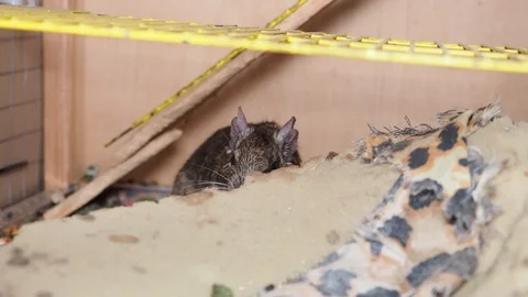 Squirrel degu in a cage Stock Video Pond5