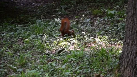 Squirrel Depp with a fluffy tail hides in the ground nuts, food supplies Stock Footage 115154933
