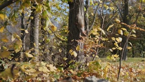 Squirrel descends from a tree in autumn park. autumn time. slow motion. 4k Stock Footage 221435347