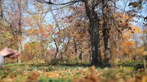 Squirrel descends from a tree in autumn park. the squirrel runs Stock Footage 221435794