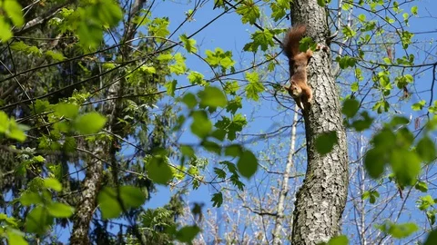 Squirrel descends from a tree in the forest. Video stock 130027197