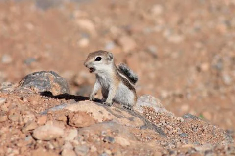 Squirrel  of desert Stockfoto's
