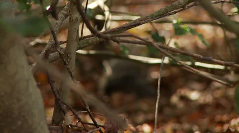 Squirrel digging eating Stock Footage 33058842