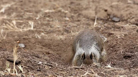 Squirrel Digging on the Forest Floor Stock Footage 24255867