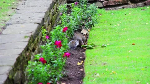 Squirrel Digging in the Garden Video stock 54161570