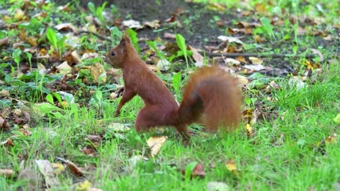 Squirrel digging in the grass in 4k slow motion 60fps Stock Footage 282470339