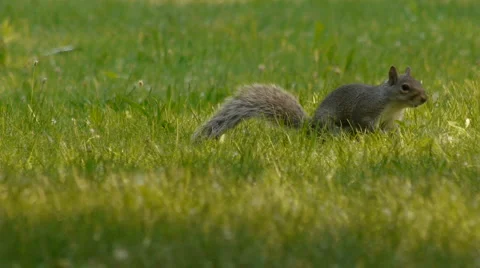 Squirrel digging in the grass 스톡 동영상 5504238