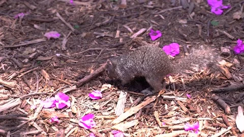 Squirrel digging hole Stock Footage 136714311