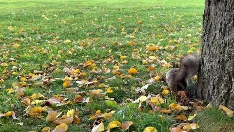 Squirrel Digging Near Tree Trunk in Autumn Park Setting Stock Footage 329751726