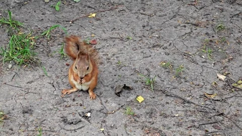 Squirrel is digging for nuts Stock Footage 317192730