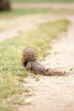 Squirrel Digging Fotos de archivo