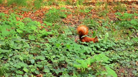 Squirrel Digging In Tall Grass Stock Footage 39145495