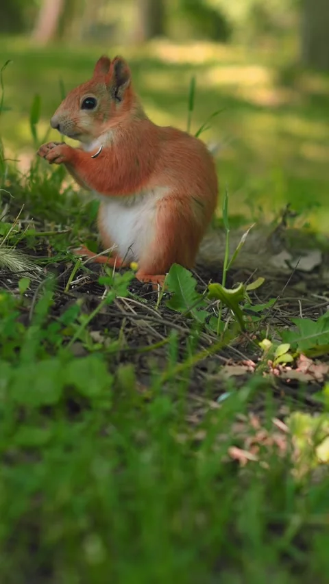 A squirrel is digging through the grass and leaves in a sunlit clearing. The 動画素材 312270279