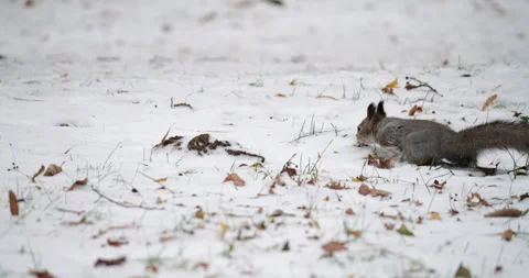 Squirrel digging through leaf litter searching for hidden winter food stash Stock Footage 311582030