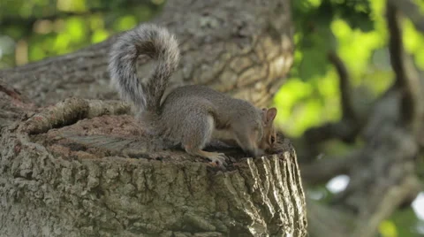 Squirrel digs for food in between the bark. Stock Footage 55210688